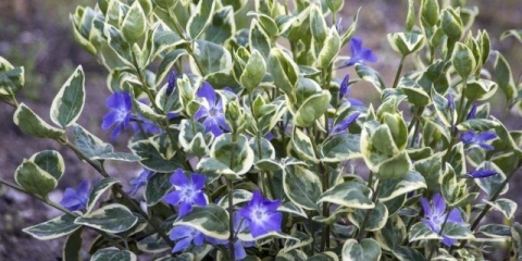 Periwinkle large variegata (variegata): botanički opis sorte, uzgoj
